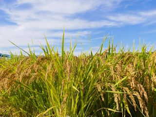 Close up rice on field in harvest season in south korea 