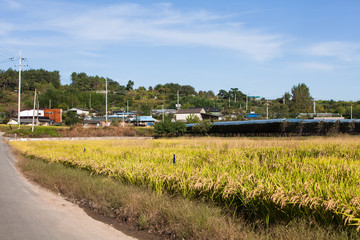 YeongCheon, South Korea Rice field near the sidewalk view