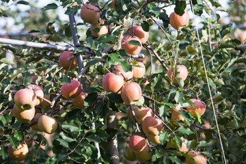 YeongCheon in South Korea Apple tree harvest