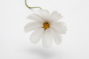 White cosmos flower in a studio decoration