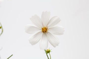White cosmos flower in a studio decoration