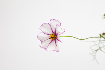 Pink and white cosmos flower in studio cut