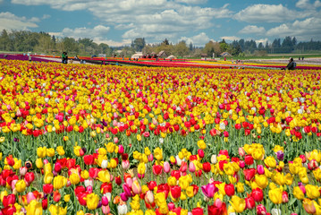 The annual Tulip Fest at the Wooden Shoe Tulip Farm, located in Woodburn, Oregon