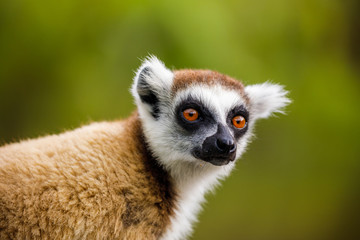 Wild Ring Tailed Lemur in south east Madagascar