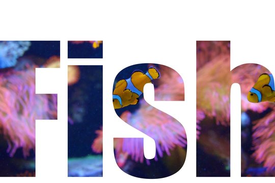 Text Fish over photo of clown fish in aquarium, using clipping mask with text effect