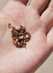 seashells in hand.