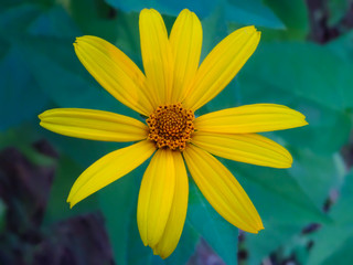 daisy flower yellow petals on green background romantic summer blooming