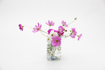 Beautiful bouquet of colorful cosmos flower 