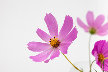 Beautiful pink flower cosmos in studio decoration