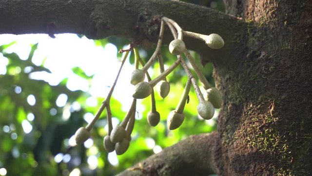 Durian tree with durian flower and sunshine.