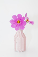 Pink cosmos flower in a vase on white background