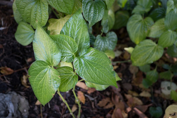 Green leaves pattern background. beautiful leaves background.