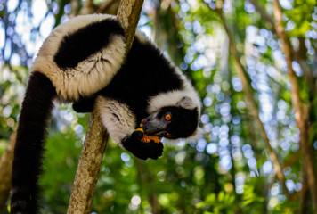 Mango eating wild Black and White Ruffed Lemur at Pangalanes in Madagascar