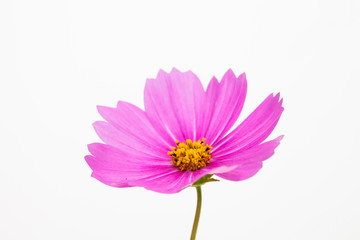 Isolated Pink cosmos flower on white