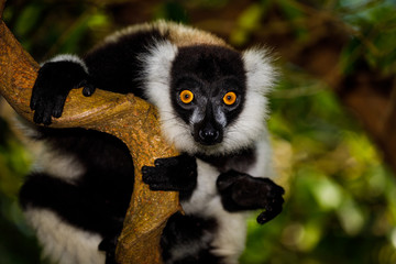 Wild Black and White Ruffed Lemur at Pangalanes in Madagascar