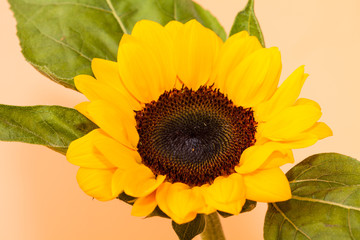 Sun flower on yellow background