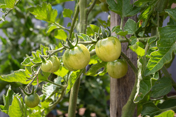 Green Cherry Tomatoes, organic growing in the home garden.