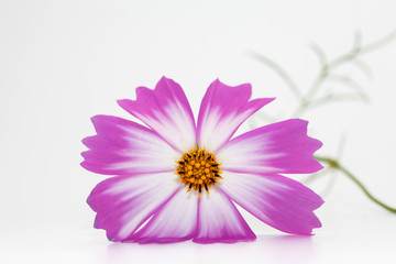 Studio Shot of Pink and white Cosmos Flower Isolated on White in deco