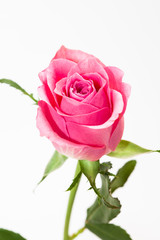 Studio shot of pink rose flower in deco