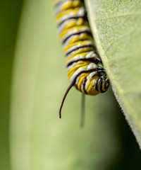 Closeup of a Monarch butterfly caterpillar