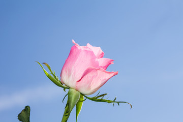 Pink rose flower at blue sky background