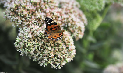 Fototapeta na wymiar butterfly on flower.