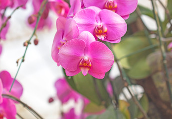 orchid