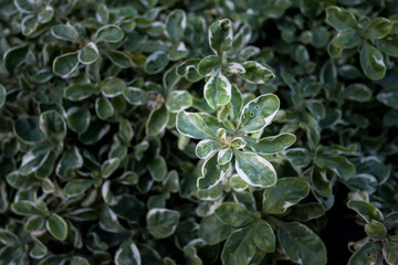 Fototapeta premium Green leaves pattern background. beautiful leaves background.
