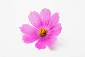 Beautiful pink cosmos flower isolated