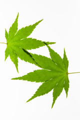 Translucent Light box view of green maple isolated