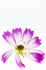 Translucent Light box view at pink and white cosmos flower