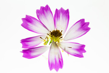 Translucent Light box view at pink and white cosmos flower
