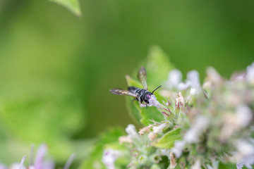 Closeup of a bee on catnip mint