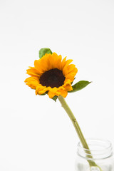 Beautiful sunflower with leaves isolated on white