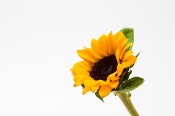 Beautiful sunflower with leaves isolated on white