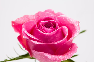 Water wet Pink rose flower isolated on white 