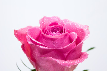 Water wet Pink rose flower isolated on white 