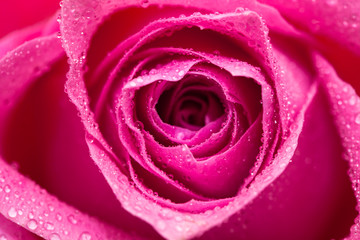 Water wet Pink rose flower isolated on white 