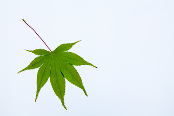 Translucent Green maple leaf on light box back light view