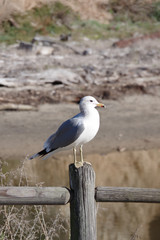 A seagull sitting on a fence post with a creek behind near the ocean