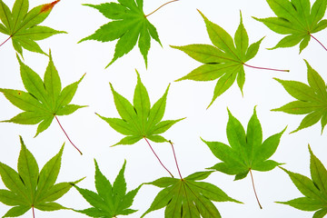 Translucent Green maple leaf on light box back light view