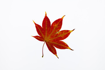 Translucent Beautiful red maple on light box back light view 