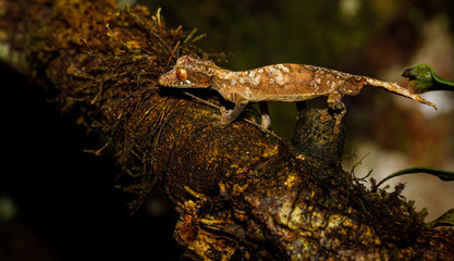 Leaf Tailed Gecko in Montagne d'Ambre National Park of Madagascar
