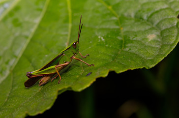 Green Grasshopper in Montagne d'Ambre, Madagascar