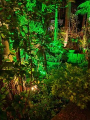 palm trees in garden