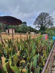 plants in greenhouse