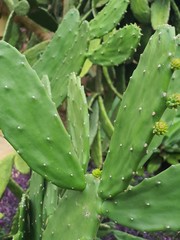 water drops on leaf