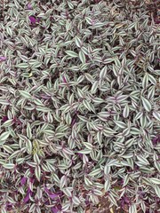 green tea leaves on white background