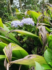flowers in the garden