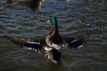 Duck Landing